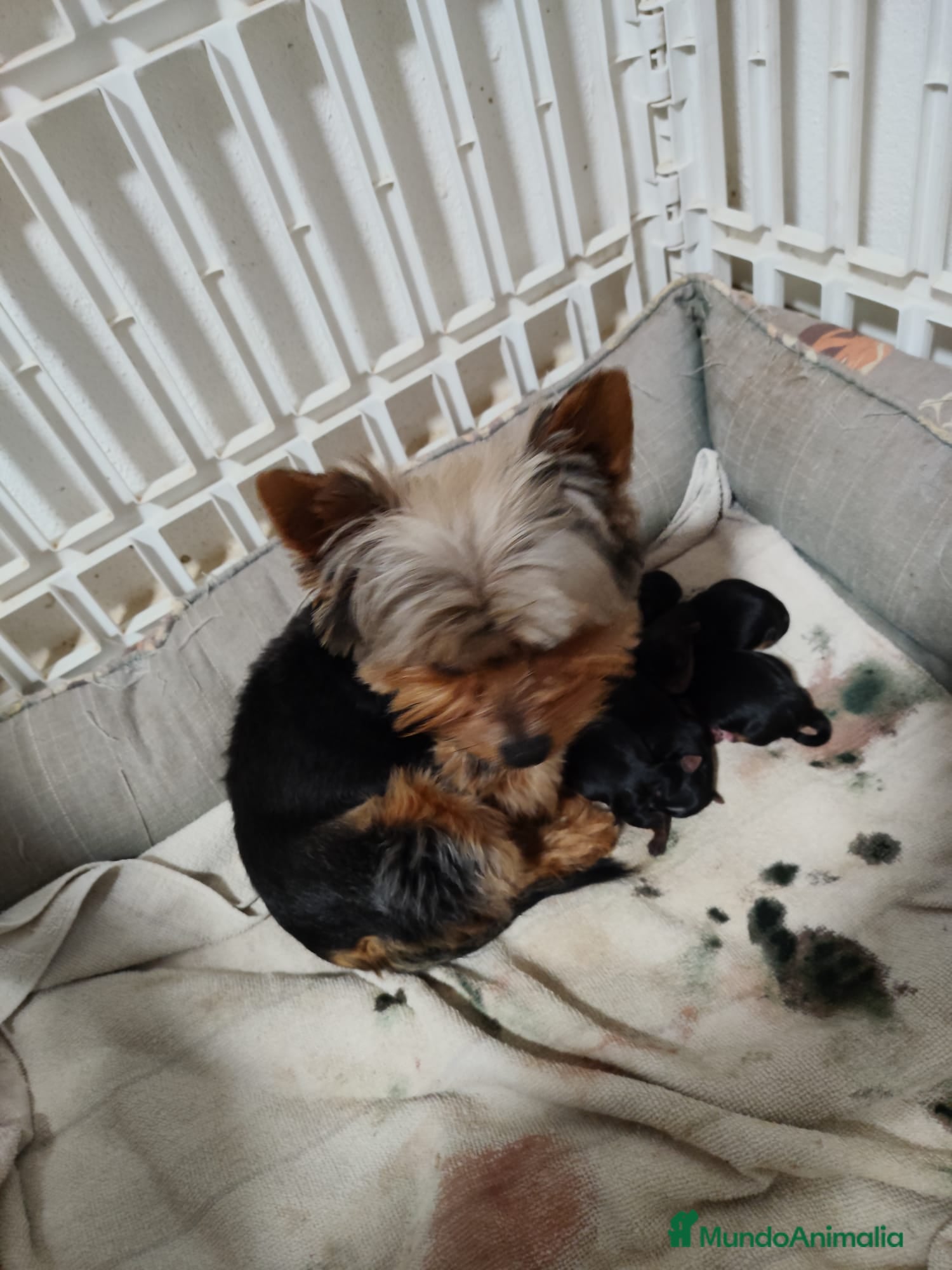 Yorkshire Terrier perros Yorkshire terrier  - Anuncio 1