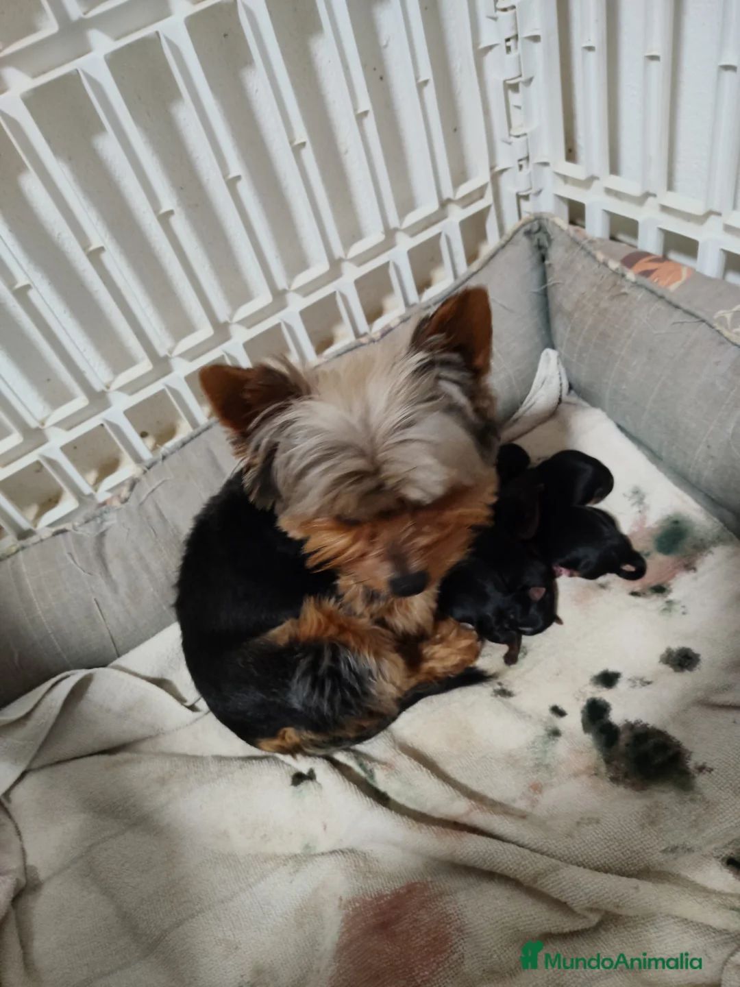 Yorkshire Terrier perros en venta: Yorkshire terrier  - Anuncio 1