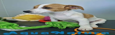 Jack Russell Terrier