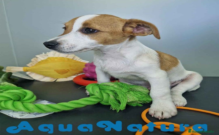 Jack Russell Terrier perros - Anuncio 3