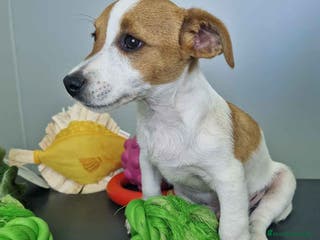 Jack Russell Terrier perros Jack Russel Macho JMU 7729 AQUANATURA - Anuncio 12