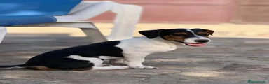 Jack Russell Terrier 1