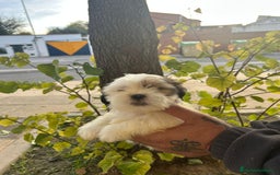 Shih Tzu perros en venta: Shih tzu  - Imagen 2