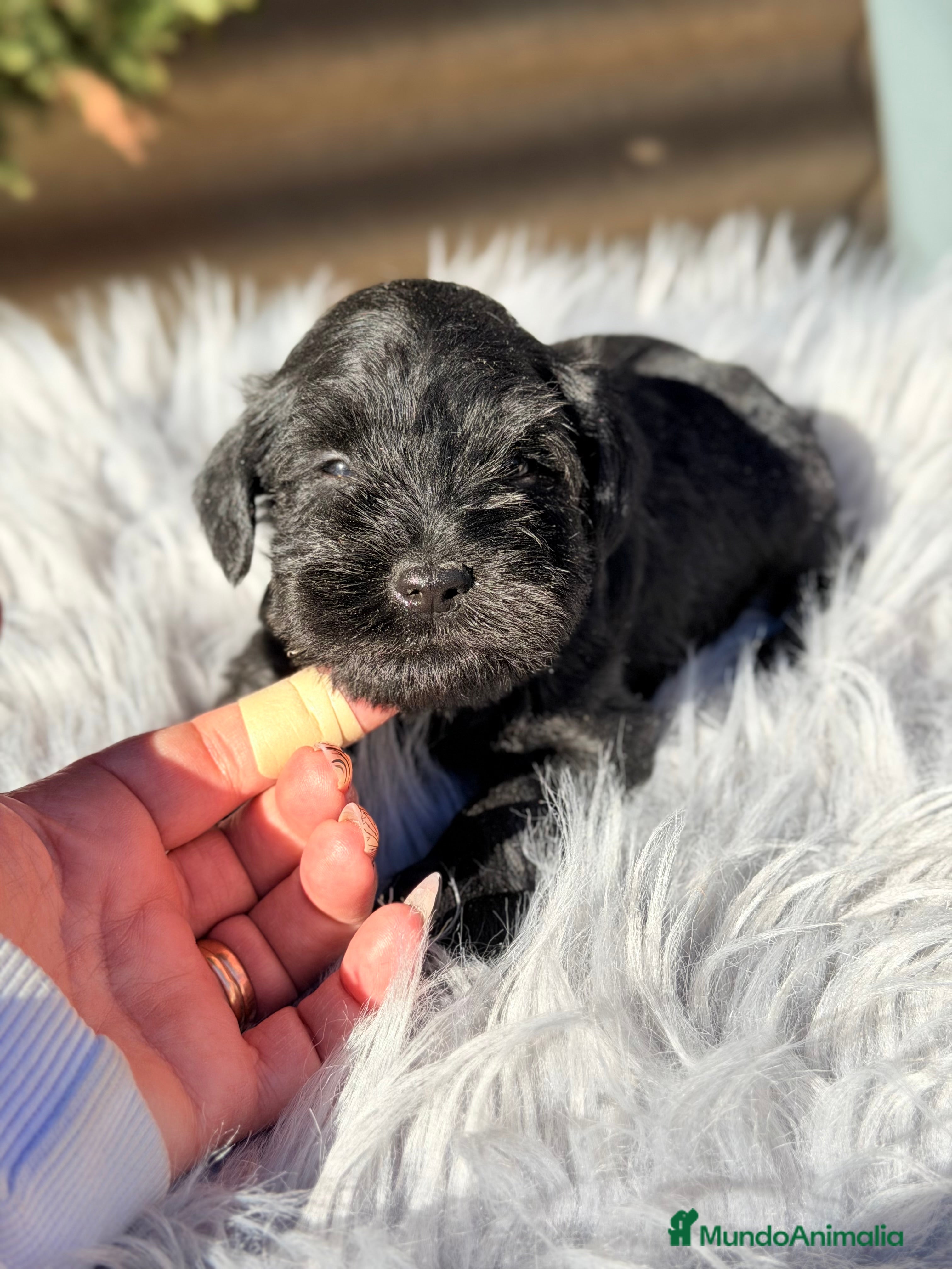 Schnauzer Miniatura perros Schnauzer negro mini  - Anuncio 2
