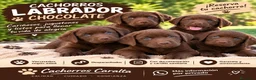 Labrador Retriever perros en venta: PRECIOSOS LABRADORES CHOCOLATE  - Anuncio 1