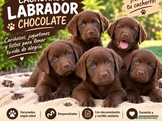 Labrador Retriever perros PRECIOSOS LABRADORES CHOCOLATE - Anuncio 2