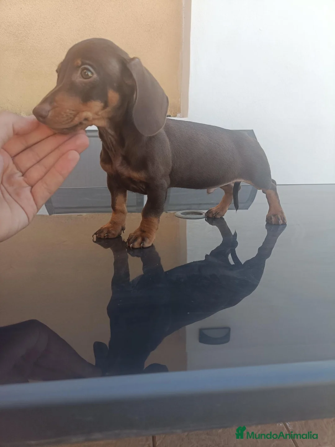 Teckel Miniatura perros en venta: Último Machito de la Camada Teckel Chocolate Mini - Anuncio 2