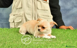 Chihuahua perros en venta: 🐾 Chihuahua autenticos con padres a la vista 🐾  en Rubena - Imagen 4