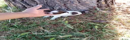 Chihuahua perros en venta: PRECIOSOS CHIHUAHUA RUSO Y ASIÁTICO   - Anuncio 5