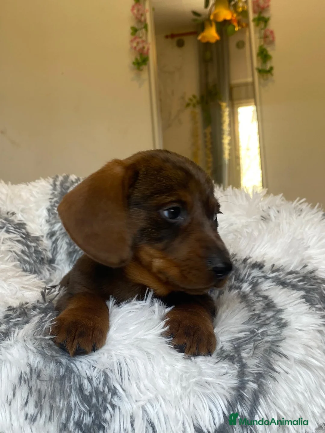 Teckel perros en venta: TECKEL ////CACHORROS MINIATURA YA DISPONIBLES !!!! en Badajoz - Anuncio 5