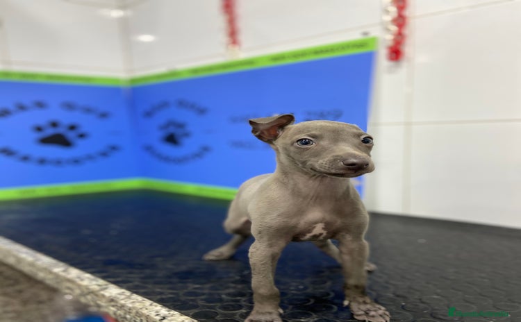 Pequeño Lebrel Italiano perros - Propaganda 1