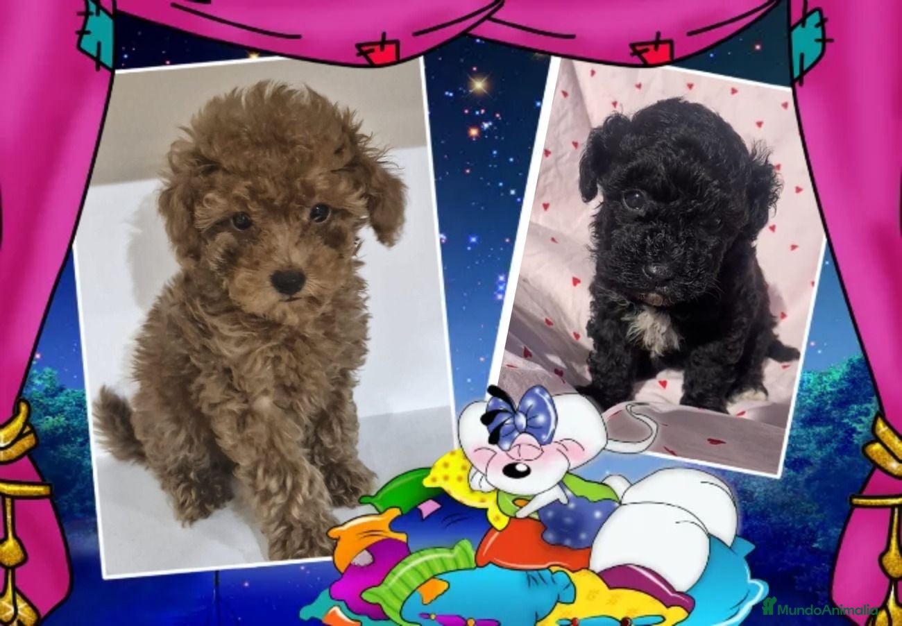 Caniche Toy perros Oportunidad, hembritas toy - Anuncio 3