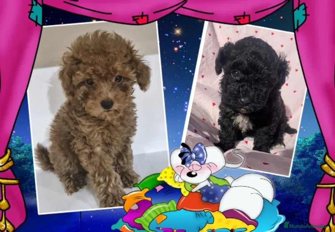 Caniche Toy perros en venta: Oportunidad, hembritas toy - Anuncio 1