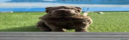 Shar Pei perros en venta: Cachorros shar pei Cataluña  - Anuncio 3