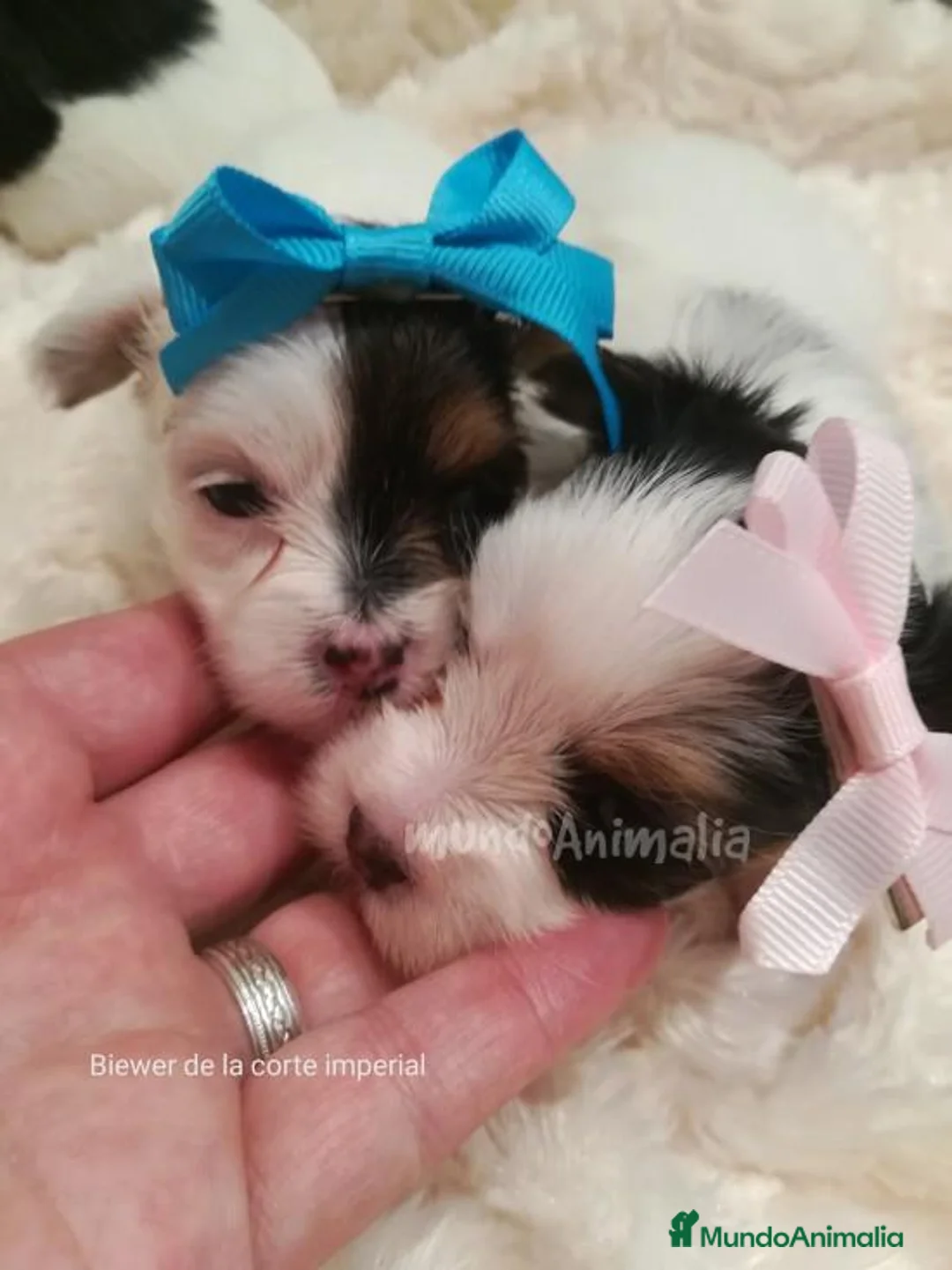 Imagen de galería {{count}}