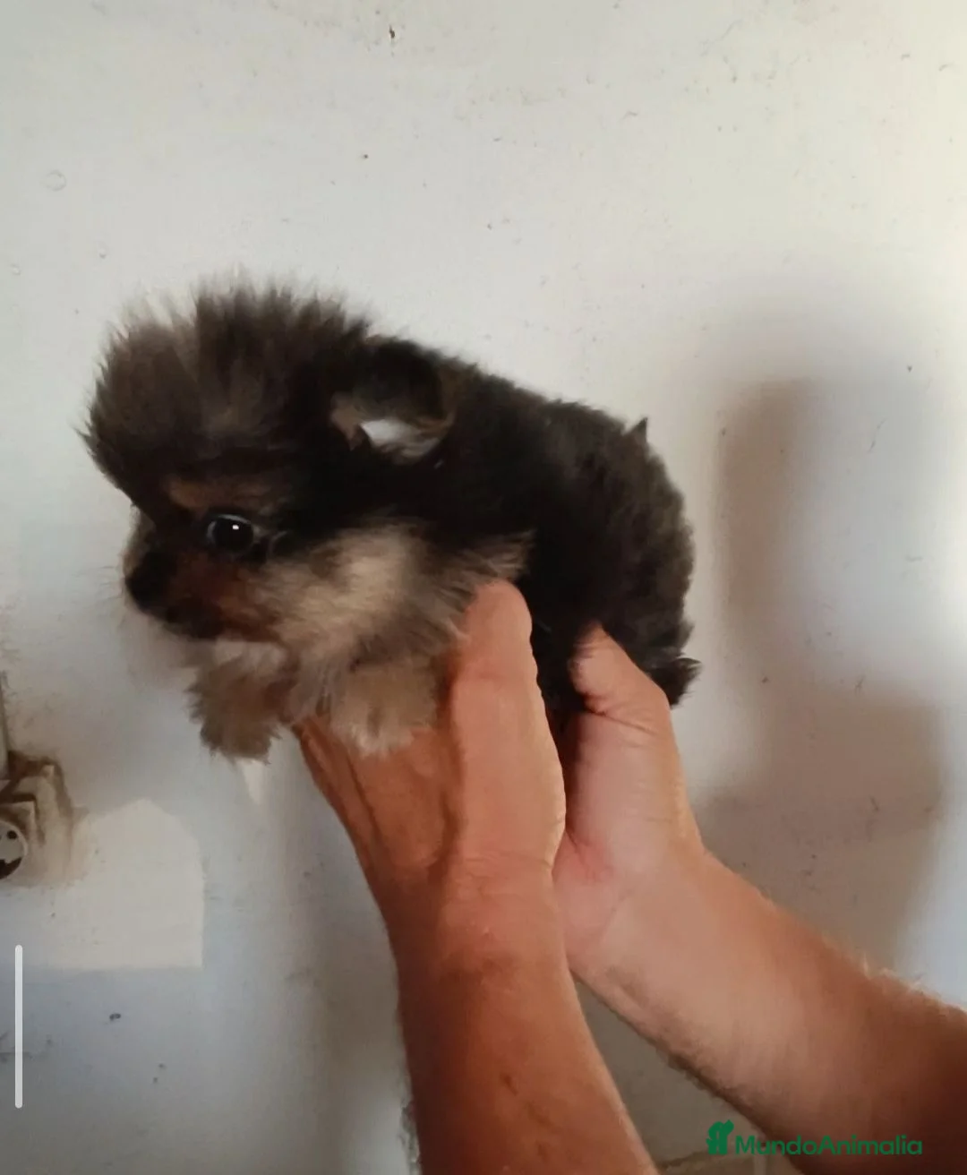 Pomerania perros en venta: Cachorro de Pomerania  - Anuncio 2