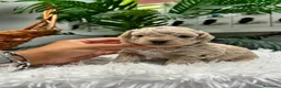 Maltipoo perros en venta: MALTIPOO HEMBRA - Anuncio 5