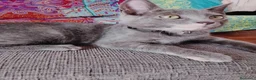 Europeo de Pelo Corto gatos en adopcion: Salvia en adopción  - Anuncio 2
