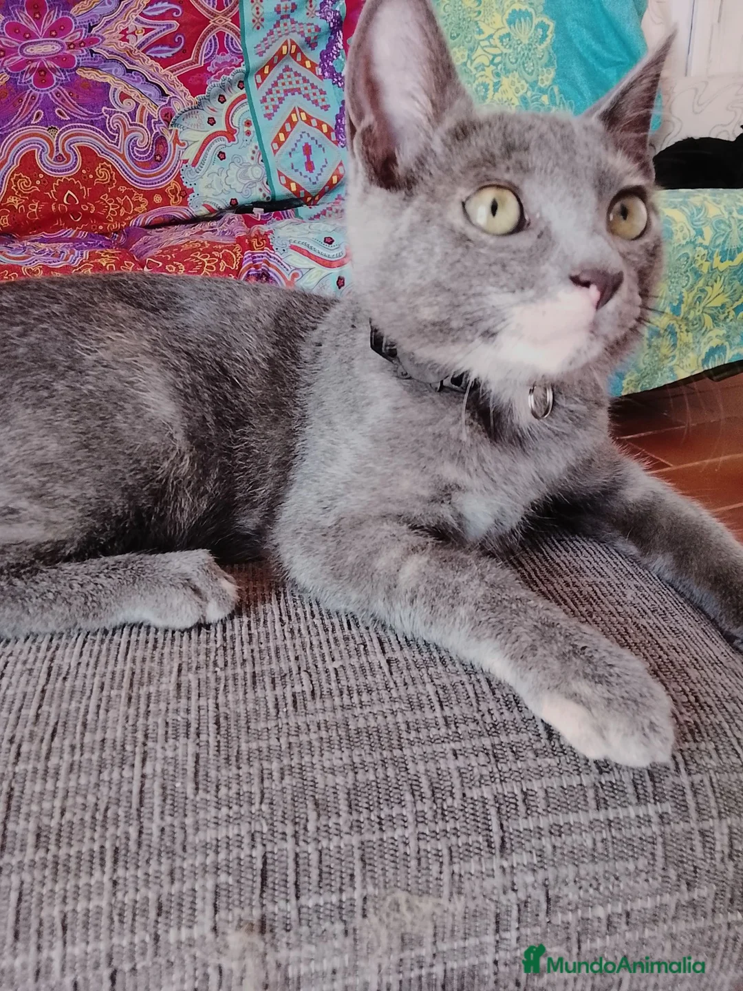 Europeo de Pelo Corto gatos en adopcion: Salvia en adopción  - Anuncio 2
