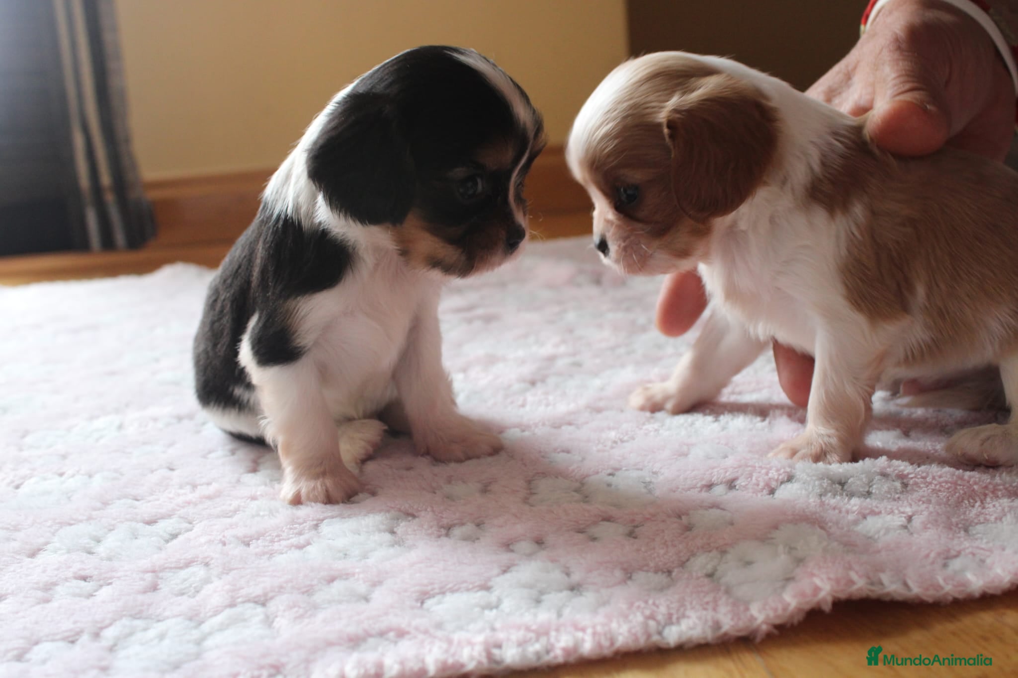 Cavalier King Charles Spaniel perros Machos de cavalier - Anuncio 1