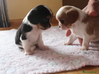 Cavalier King Charles Spaniel perros Machos de cavalier - Anuncio 1