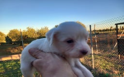 Perro Crestado Chino perros en venta: Crestado Chino con pelo Blanco Macho - Anuncio 1