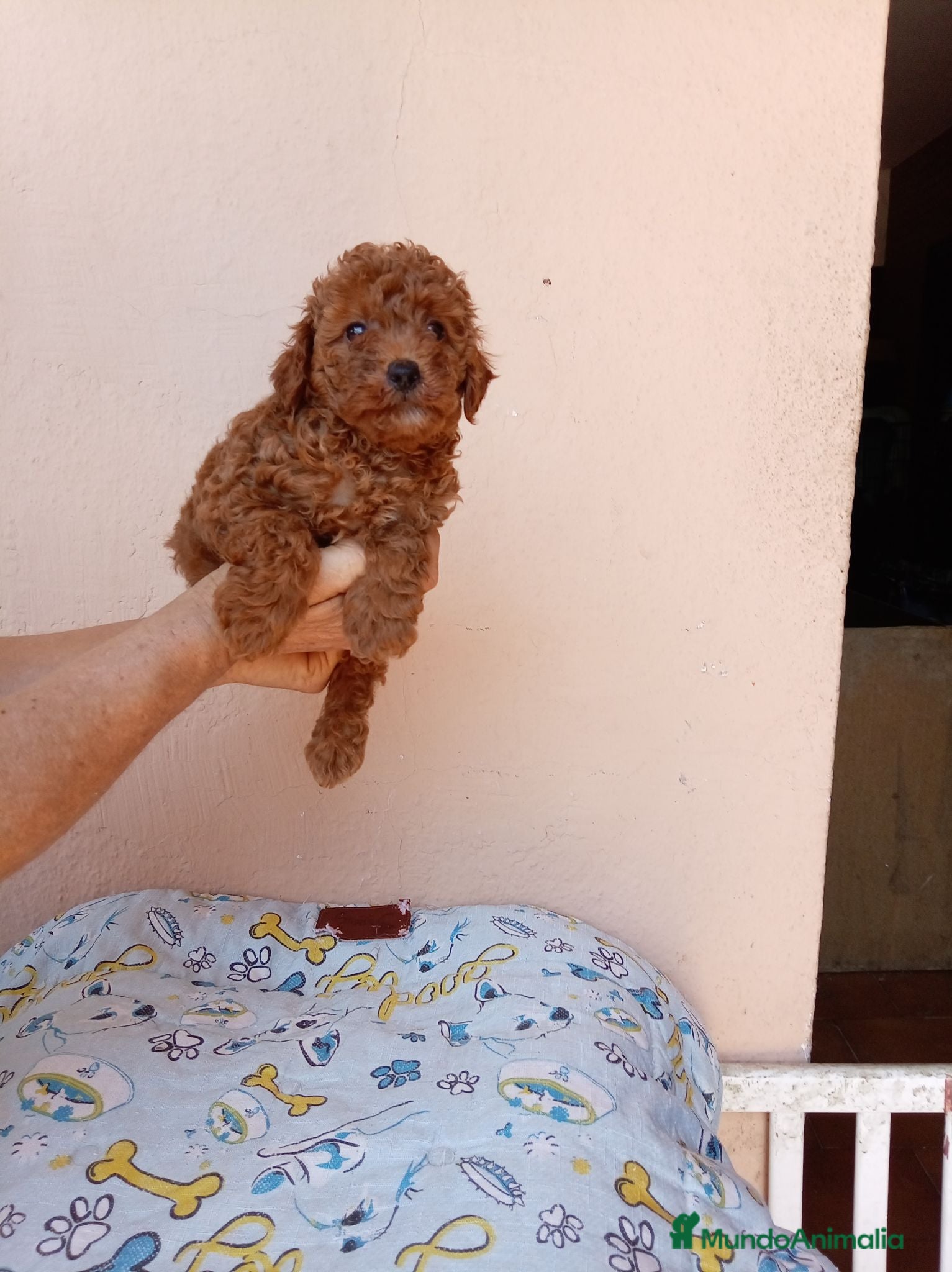 Caniche Toy perros Caniche toy asiatico - Anuncio 1