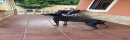 Dobermann perros en venta: Impresionante doberman de 3 años - Anuncio 2