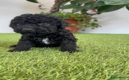 Perro de Agua Español perros en venta: PERRO DE AGUA ESPAÑOL HEMBRA - Imagen 21