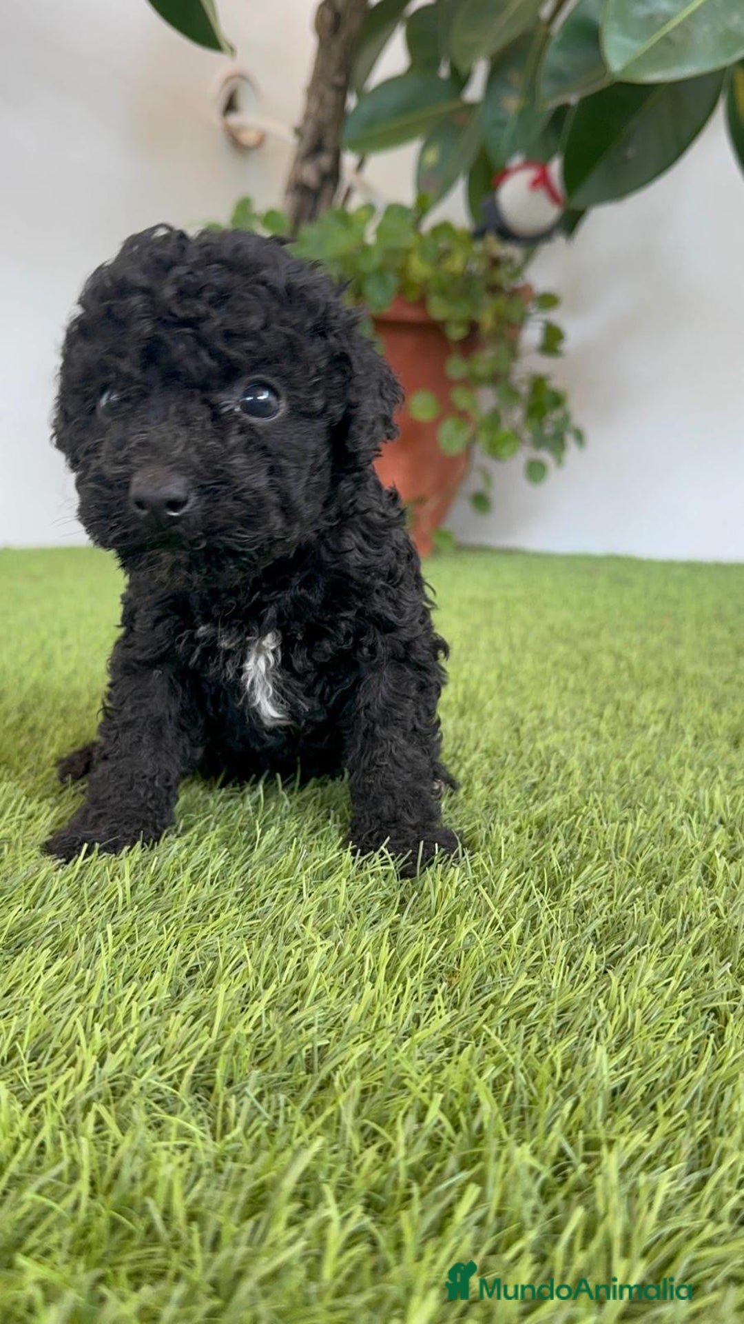 Perro de Agua Español perros en venta: PERRO DE AGUA ESPAÑOL HEMBRA - Imagen 21
