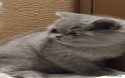 Británico de Pelo Corto Azul gatos en venta: British Shorthair - Imagen 8