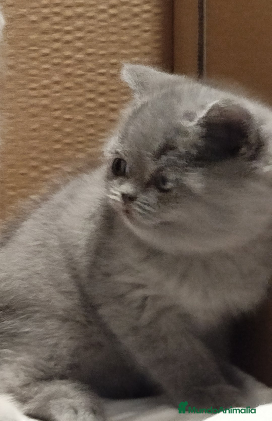 Británico de Pelo Corto Azul gatos en venta: British Shorthair - Imagen 8
