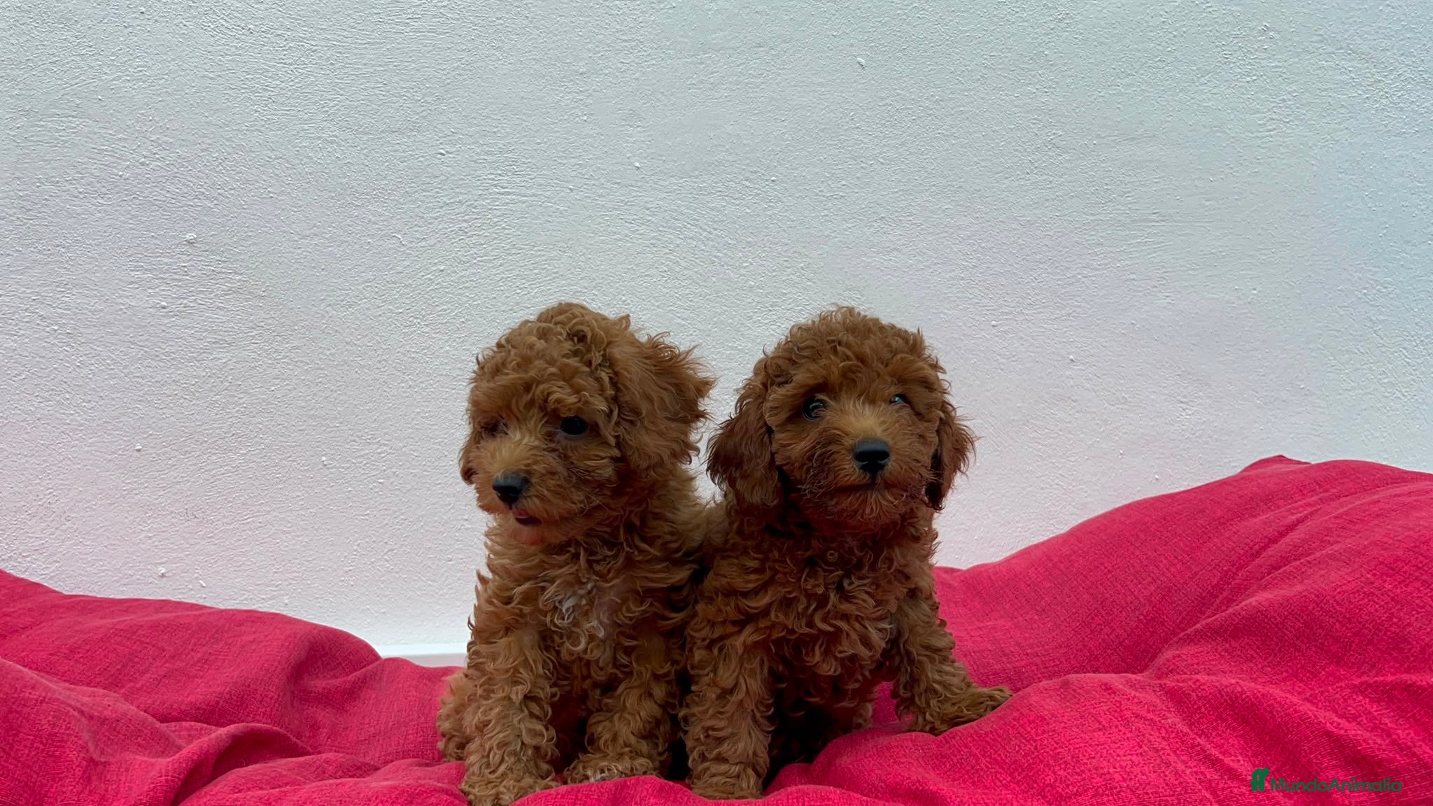 Caniche Toy perros Caniche toy - Anuncio 3