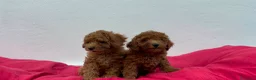 Caniche Toy perros en venta: Caniche toy - Anuncio 1