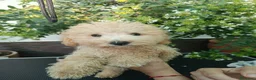 Caniche Toy perros en venta: Caniche Toy apricot  - Anuncio 3