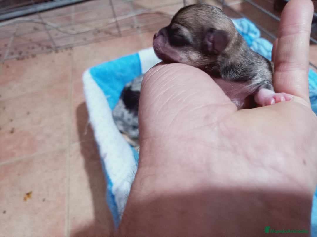 Chihuahua perros en venta: Camada Kiwi Chihuahua Merle - Anuncio 7