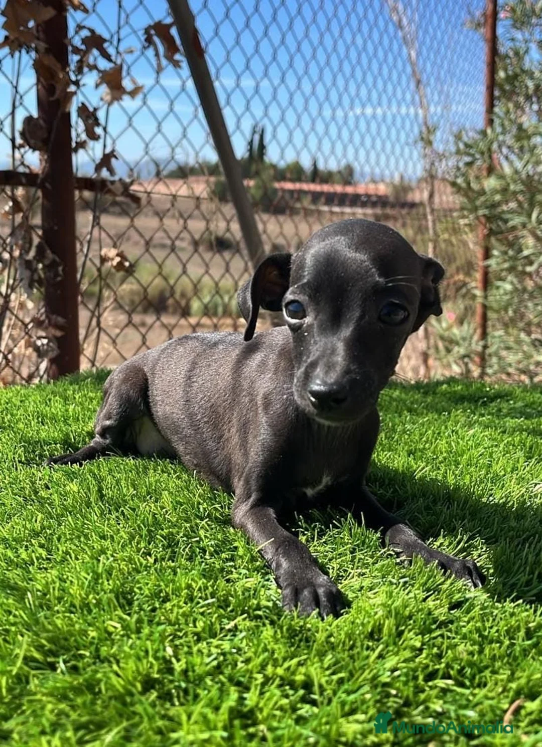 Pequeño Lebrel Italiano perros en venta: Piccolo (pequeño lebrel italiano) - Anuncio 2
