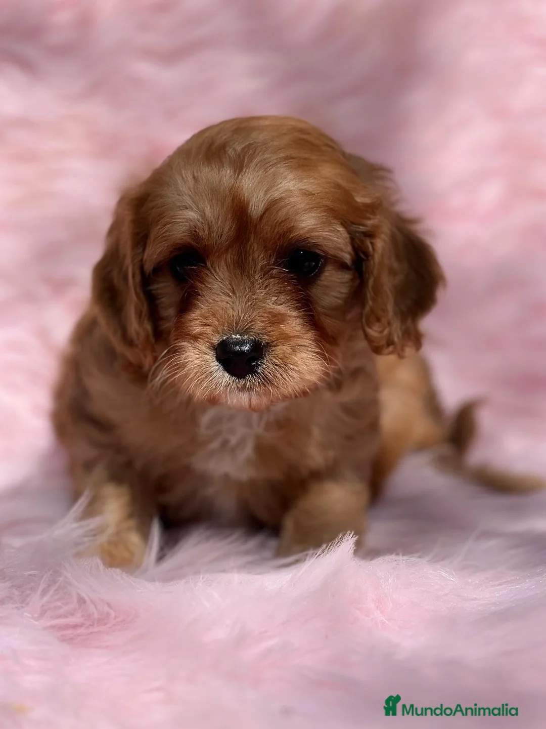 Cavapoo perros en venta: Cavapoo en Barcelona - Anuncio 4