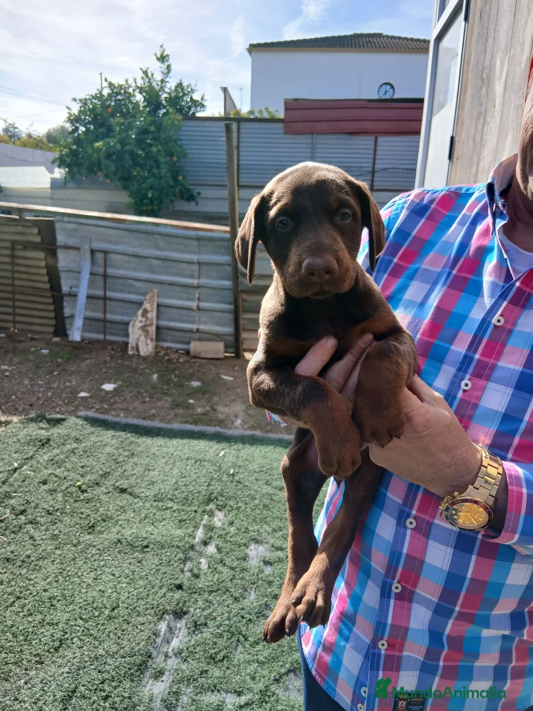 Dobermann perros en venta: Doberman  - Anuncio 3