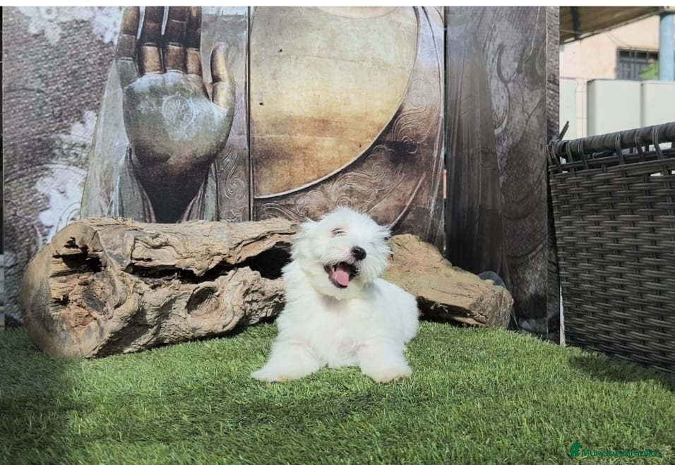Bichón Maltés perros en venta: Bichon maltes - Anuncio 7