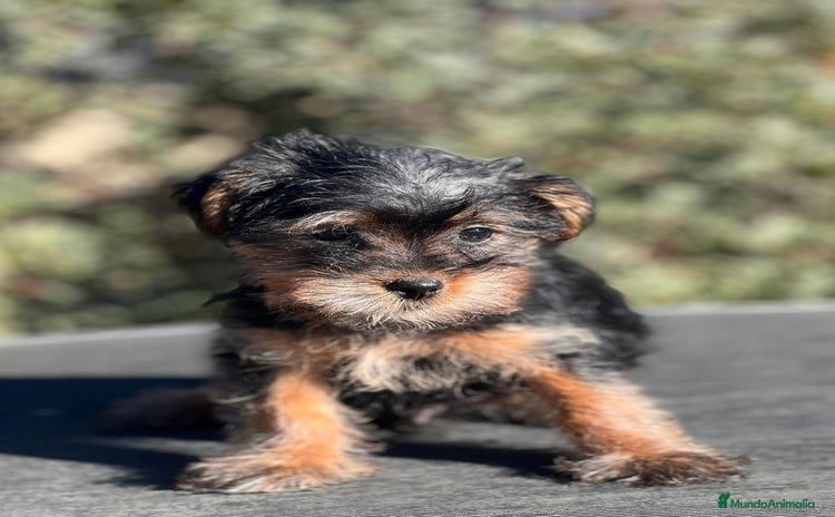 Yorkshire Terrier perros en Barcelona - Anuncio 20