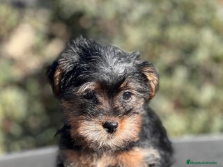 Yorkshire Terrier perros en Barcelona - Anuncio 27