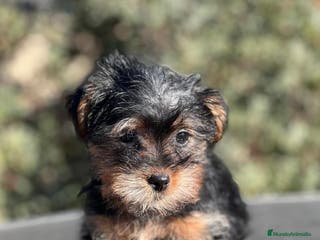 Yorkshire Terrier perros YORKY TERRIER en Barcelona - Anuncio 37