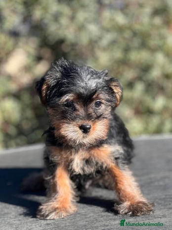 Yorkshire Terrier perros en Barcelona - Anuncio 1