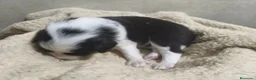 Border Collie perros en venta: Se venden border collie - Anuncio 12