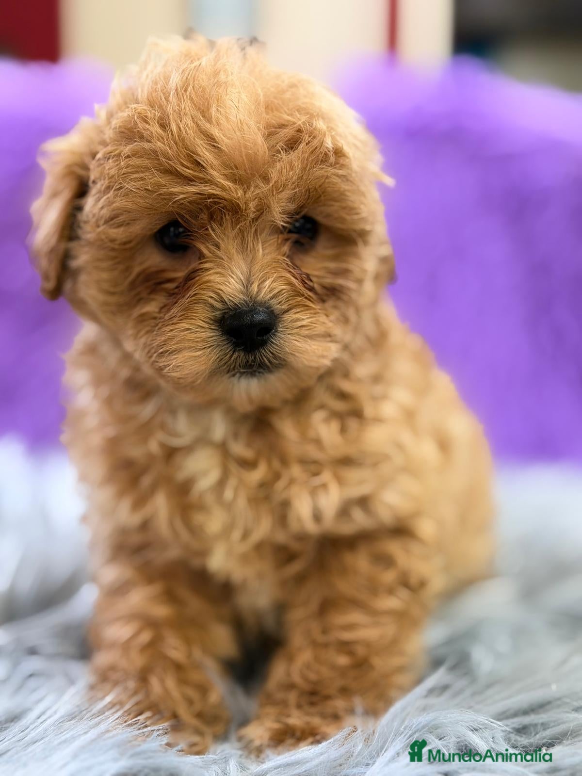 Maltipoo perros MALTIPOO APRICOT - Anuncio 1