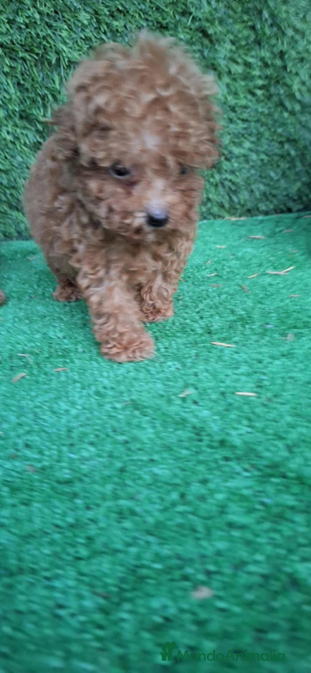Caniche Toy perros en venta: Caniches toy  - Anuncio 2