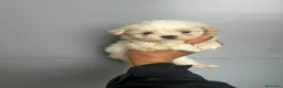 Bichón Maltés perros en venta: BICHÓN MALTÉS  - Anuncio 1