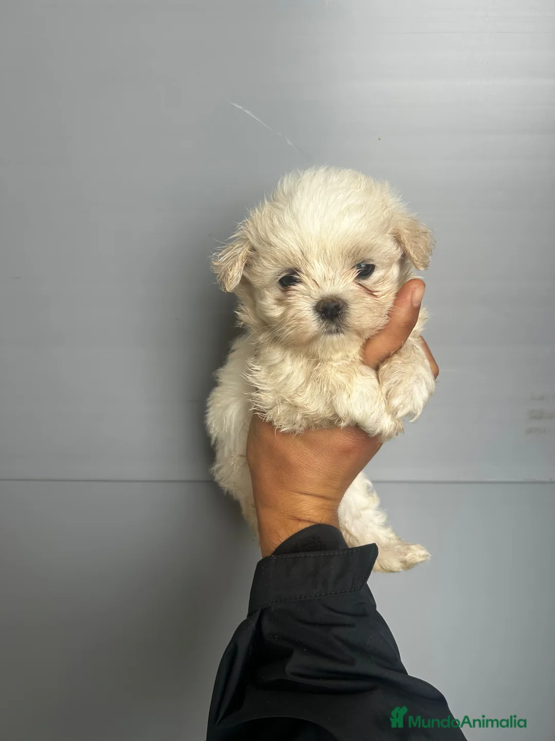 Bichón Maltés perros en venta: BICHÓN MALTÉS  - Anuncio 1