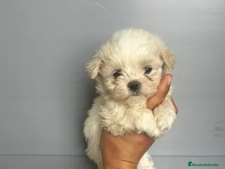 Bichón Maltés perros BICHÓN MALTÉS - Anuncio 2